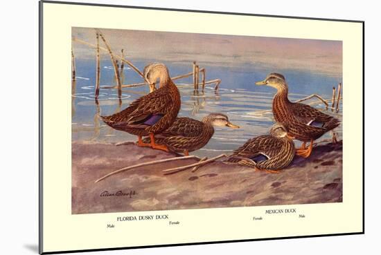 Florida Dusty and Mexican Ducks-Allan Brooks-Mounted Art Print