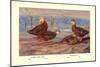 Florida Dusty and Mexican Ducks-Allan Brooks-Mounted Art Print