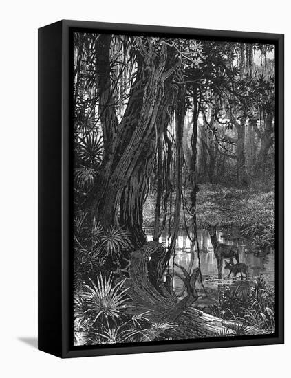 Florida Everglades, USA, C1885-null-Framed Premier Image Canvas