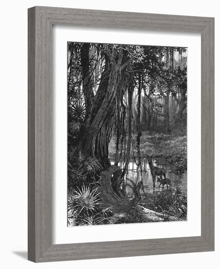 Florida Everglades, USA, C1885-null-Framed Giclee Print