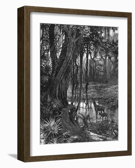 Florida Everglades, USA, C1885-null-Framed Giclee Print