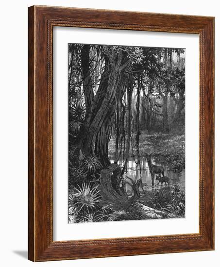 Florida Everglades, USA, C1885-null-Framed Giclee Print