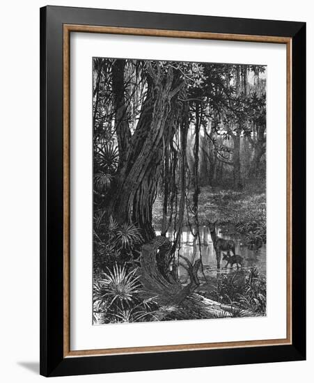 Florida Everglades, USA, C1885-null-Framed Giclee Print