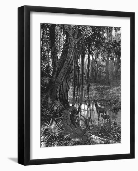 Florida Everglades, USA, C1885-null-Framed Giclee Print