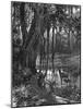 Florida Everglades, USA, C1885-null-Mounted Giclee Print