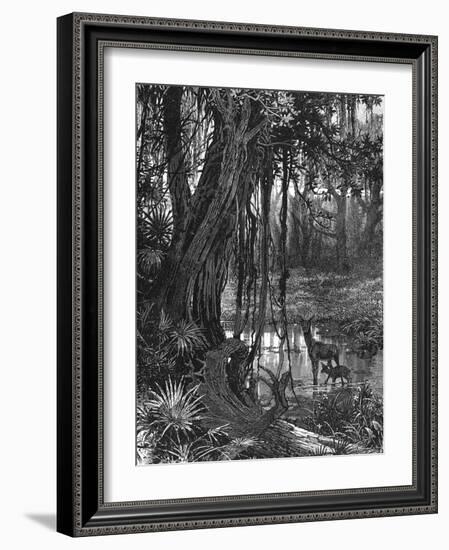 Florida Everglades, USA, C1885-null-Framed Giclee Print