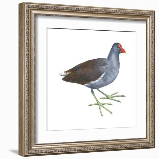 Florida Gallinule (Gallinula Chloropus), Birds-Encyclopaedia Britannica-Framed Art Print