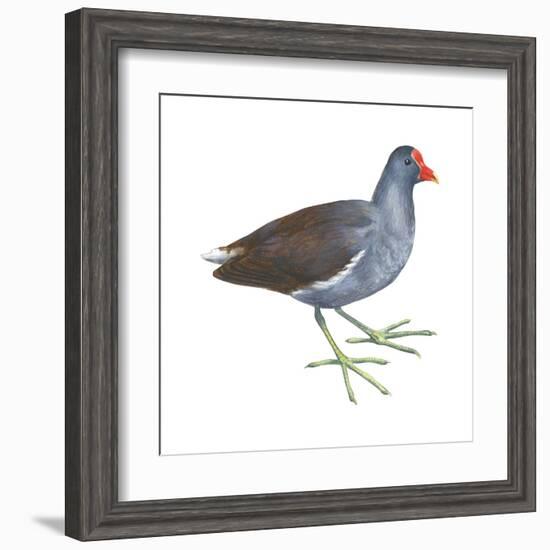 Florida Gallinule (Gallinula Chloropus), Birds-Encyclopaedia Britannica-Framed Art Print