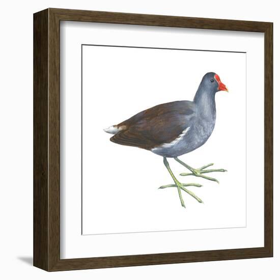 Florida Gallinule (Gallinula Chloropus), Birds-Encyclopaedia Britannica-Framed Art Print