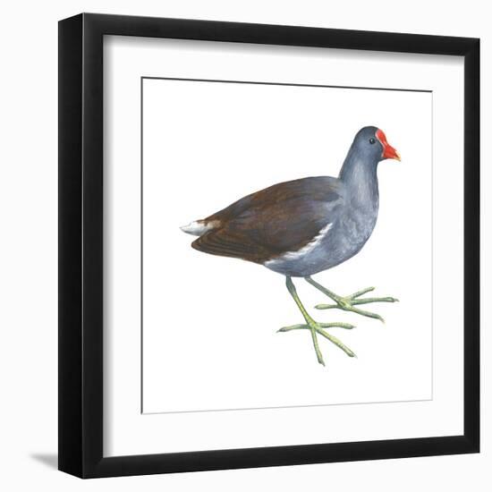 Florida Gallinule (Gallinula Chloropus), Birds-Encyclopaedia Britannica-Framed Art Print