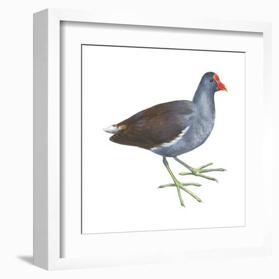 Florida Gallinule (Gallinula Chloropus), Birds-Encyclopaedia Britannica-Framed Art Print