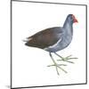 Florida Gallinule (Gallinula Chloropus), Birds-Encyclopaedia Britannica-Mounted Art Print