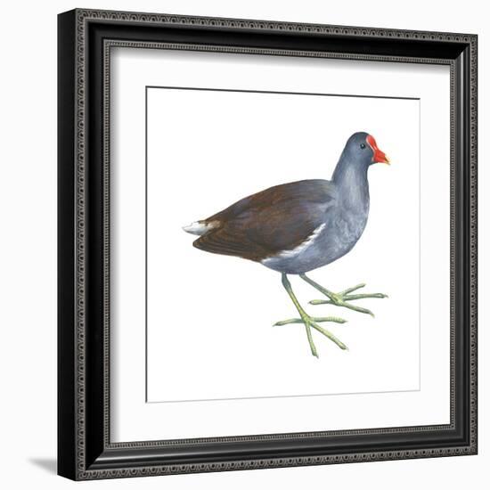 Florida Gallinule (Gallinula Chloropus), Birds-Encyclopaedia Britannica-Framed Art Print