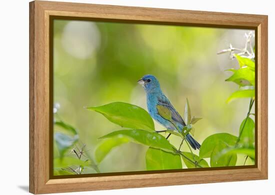 Florida, Immokalee, Indigo Bunting Perched in Jasmine Bush-Bernard Friel-Framed Premier Image Canvas