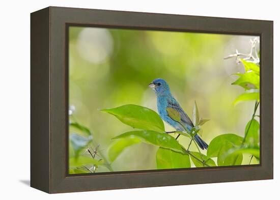 Florida, Immokalee, Indigo Bunting Perched in Jasmine Bush-Bernard Friel-Framed Premier Image Canvas