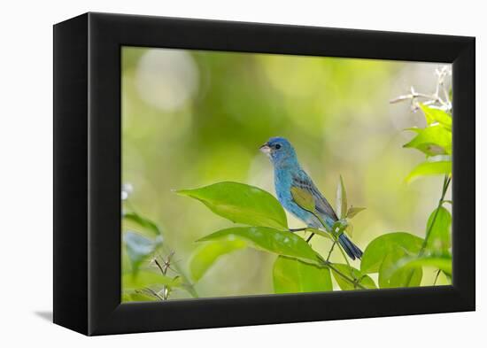 Florida, Immokalee, Indigo Bunting Perched in Jasmine Bush-Bernard Friel-Framed Premier Image Canvas