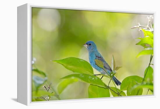 Florida, Immokalee, Indigo Bunting Perched in Jasmine Bush-Bernard Friel-Framed Premier Image Canvas