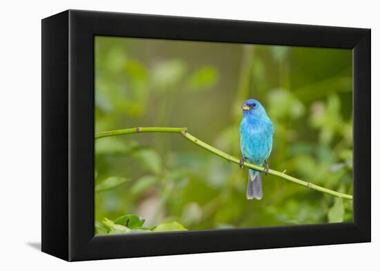 Florida, Immokalee, Indigo Bunting Perched in Jasmine Bush-Bernard Friel-Framed Premier Image Canvas