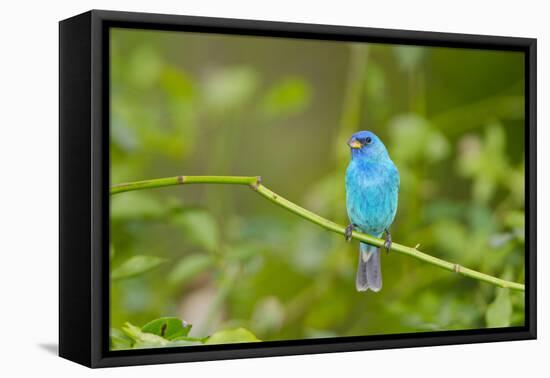 Florida, Immokalee, Indigo Bunting Perched in Jasmine Bush-Bernard Friel-Framed Premier Image Canvas