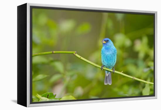 Florida, Immokalee, Indigo Bunting Perched in Jasmine Bush-Bernard Friel-Framed Premier Image Canvas