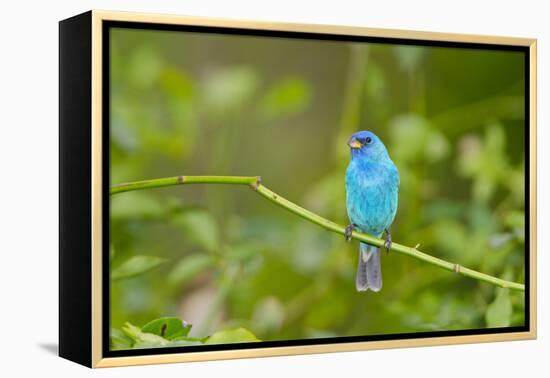 Florida, Immokalee, Indigo Bunting Perched in Jasmine Bush-Bernard Friel-Framed Premier Image Canvas