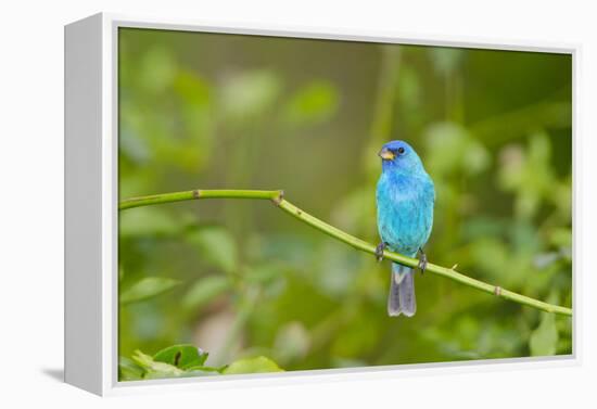 Florida, Immokalee, Indigo Bunting Perched in Jasmine Bush-Bernard Friel-Framed Premier Image Canvas