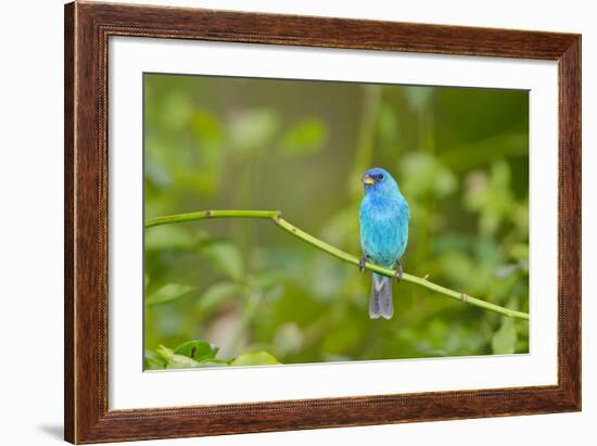 Florida, Immokalee, Indigo Bunting Perched in Jasmine Bush-Bernard Friel-Framed Photographic Print