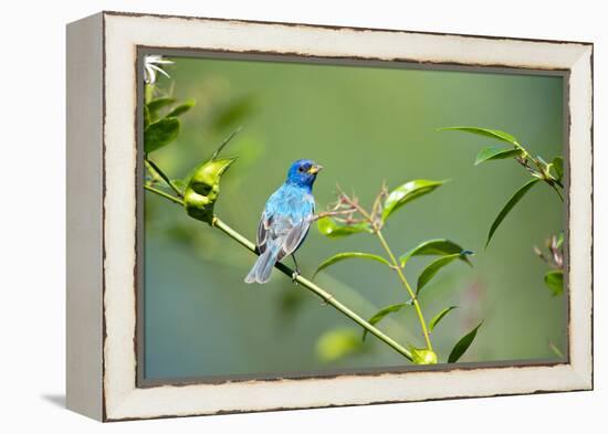 Florida, Immokalee, Indigo Bunting Perched in Jasmine Bush-Bernard Friel-Framed Premier Image Canvas