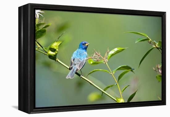 Florida, Immokalee, Indigo Bunting Perched in Jasmine Bush-Bernard Friel-Framed Premier Image Canvas