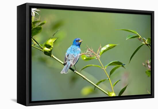 Florida, Immokalee, Indigo Bunting Perched in Jasmine Bush-Bernard Friel-Framed Premier Image Canvas