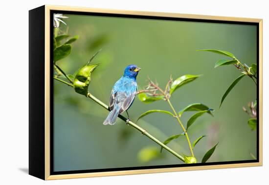 Florida, Immokalee, Indigo Bunting Perched in Jasmine Bush-Bernard Friel-Framed Premier Image Canvas