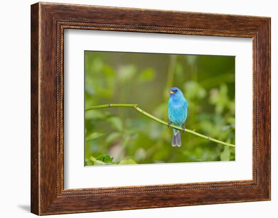 Florida, Immokalee, Indigo Bunting Perched in Jasmine Bush-Bernard Friel-Framed Photographic Print