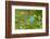 Florida, Immokalee, Indigo Bunting Perched in Jasmine Bush-Bernard Friel-Framed Photographic Print