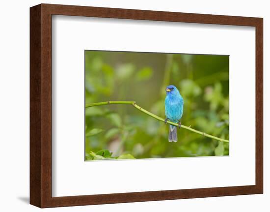 Florida, Immokalee, Indigo Bunting Perched in Jasmine Bush-Bernard Friel-Framed Photographic Print