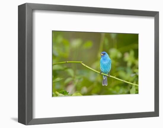 Florida, Immokalee, Indigo Bunting Perched in Jasmine Bush-Bernard Friel-Framed Photographic Print