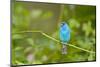 Florida, Immokalee, Indigo Bunting Perched in Jasmine Bush-Bernard Friel-Mounted Photographic Print