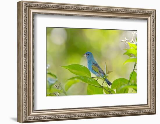 Florida, Immokalee, Indigo Bunting Perched in Jasmine Bush-Bernard Friel-Framed Photographic Print