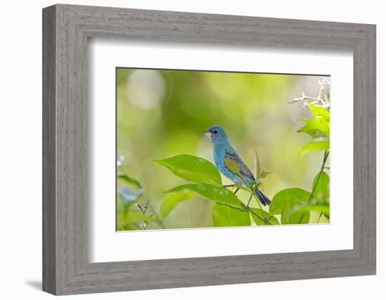 Florida, Immokalee, Indigo Bunting Perched in Jasmine Bush-Bernard Friel-Framed Photographic Print