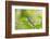 Florida, Immokalee, Indigo Bunting Perched in Jasmine Bush-Bernard Friel-Framed Photographic Print