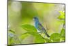 Florida, Immokalee, Indigo Bunting Perched in Jasmine Bush-Bernard Friel-Mounted Photographic Print