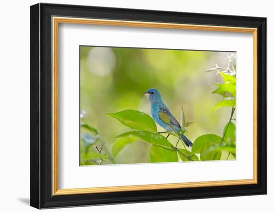 Florida, Immokalee, Indigo Bunting Perched in Jasmine Bush-Bernard Friel-Framed Photographic Print