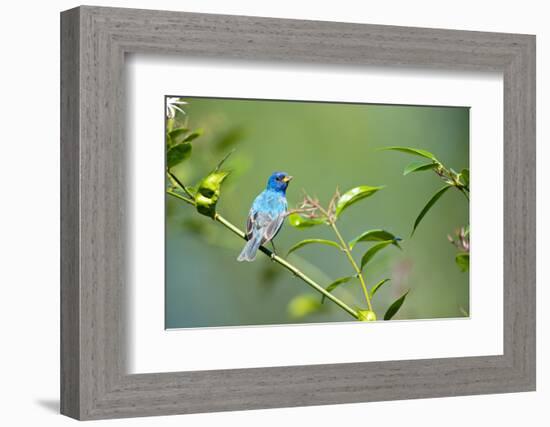 Florida, Immokalee, Indigo Bunting Perched in Jasmine Bush-Bernard Friel-Framed Photographic Print