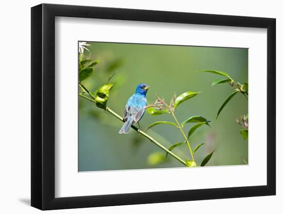 Florida, Immokalee, Indigo Bunting Perched in Jasmine Bush-Bernard Friel-Framed Photographic Print