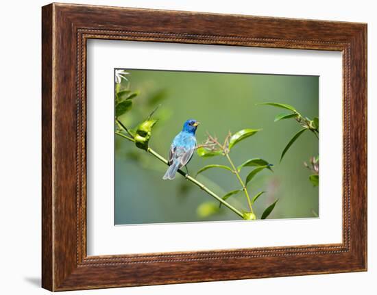 Florida, Immokalee, Indigo Bunting Perched in Jasmine Bush-Bernard Friel-Framed Premium Photographic Print