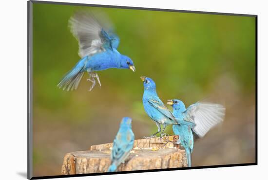 Florida, Immokalee, Indigo Buntings Fighting at Feeder Log-Bernard Friel-Mounted Photographic Print