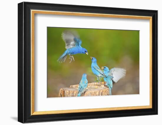 Florida, Immokalee, Indigo Buntings Fighting at Feeder Log-Bernard Friel-Framed Photographic Print