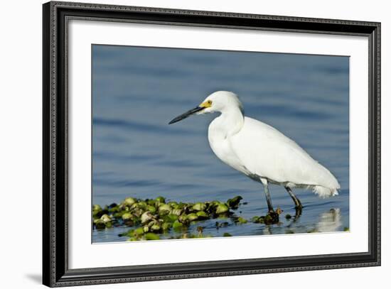 Florida, Immokalee, Snowy Egret Hunting-Bernard Friel-Framed Photographic Print