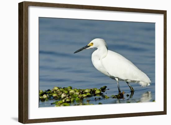 Florida, Immokalee, Snowy Egret Hunting-Bernard Friel-Framed Photographic Print