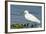 Florida, Immokalee, Snowy Egret Hunting-Bernard Friel-Framed Photographic Print