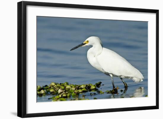 Florida, Immokalee, Snowy Egret Hunting-Bernard Friel-Framed Photographic Print